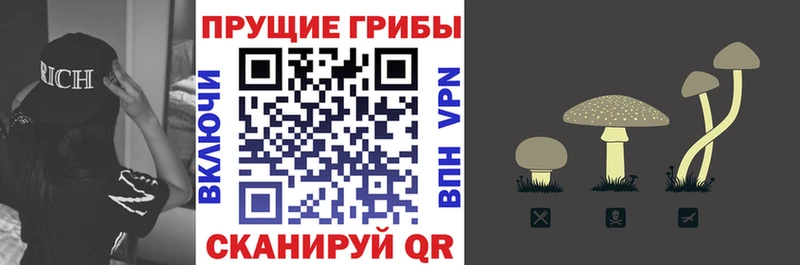ОМГ ОМГ tor  Бузулук  Псилоцибиновые грибы Cubensis 